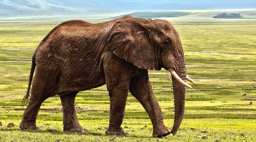 elefant på savanne